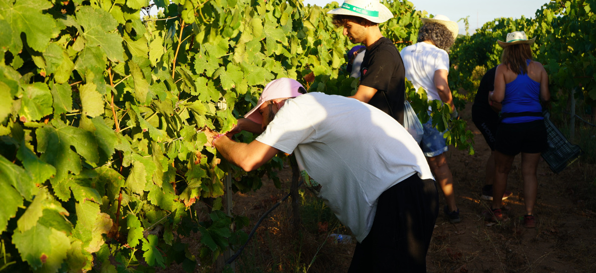 Más de 60 estudiantes se han registrado como voluntarios para vendimiar uva en la finca Tomás Ferro el 16 de agosto